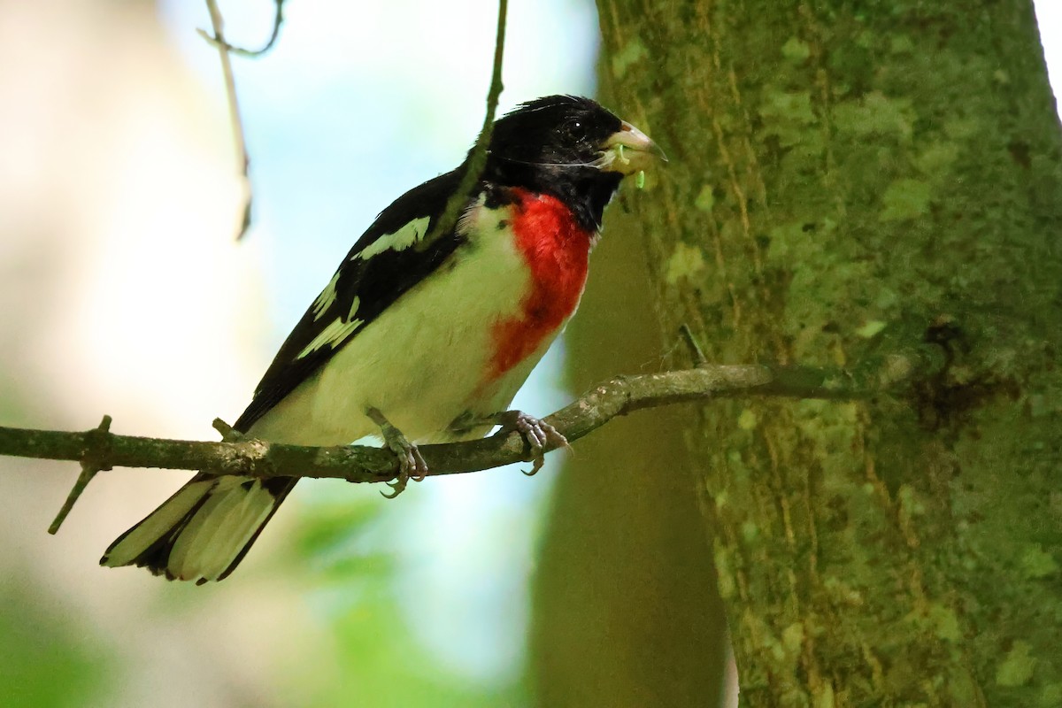 Rose-breasted Grosbeak - ML644485112