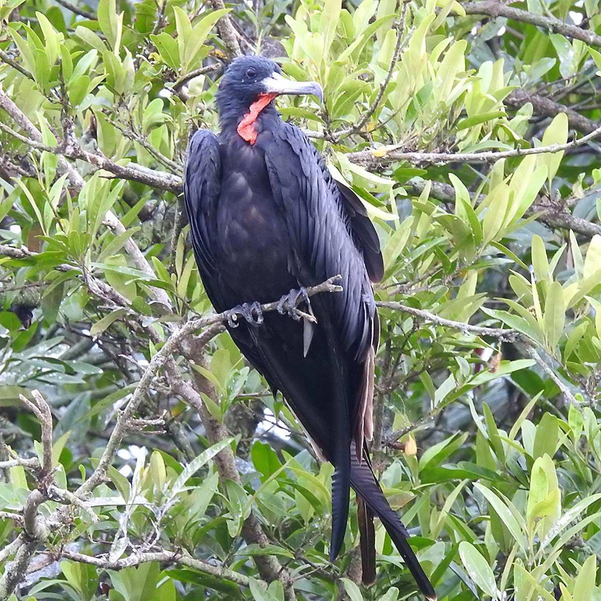 Magnificent Frigatebird - ML644485124