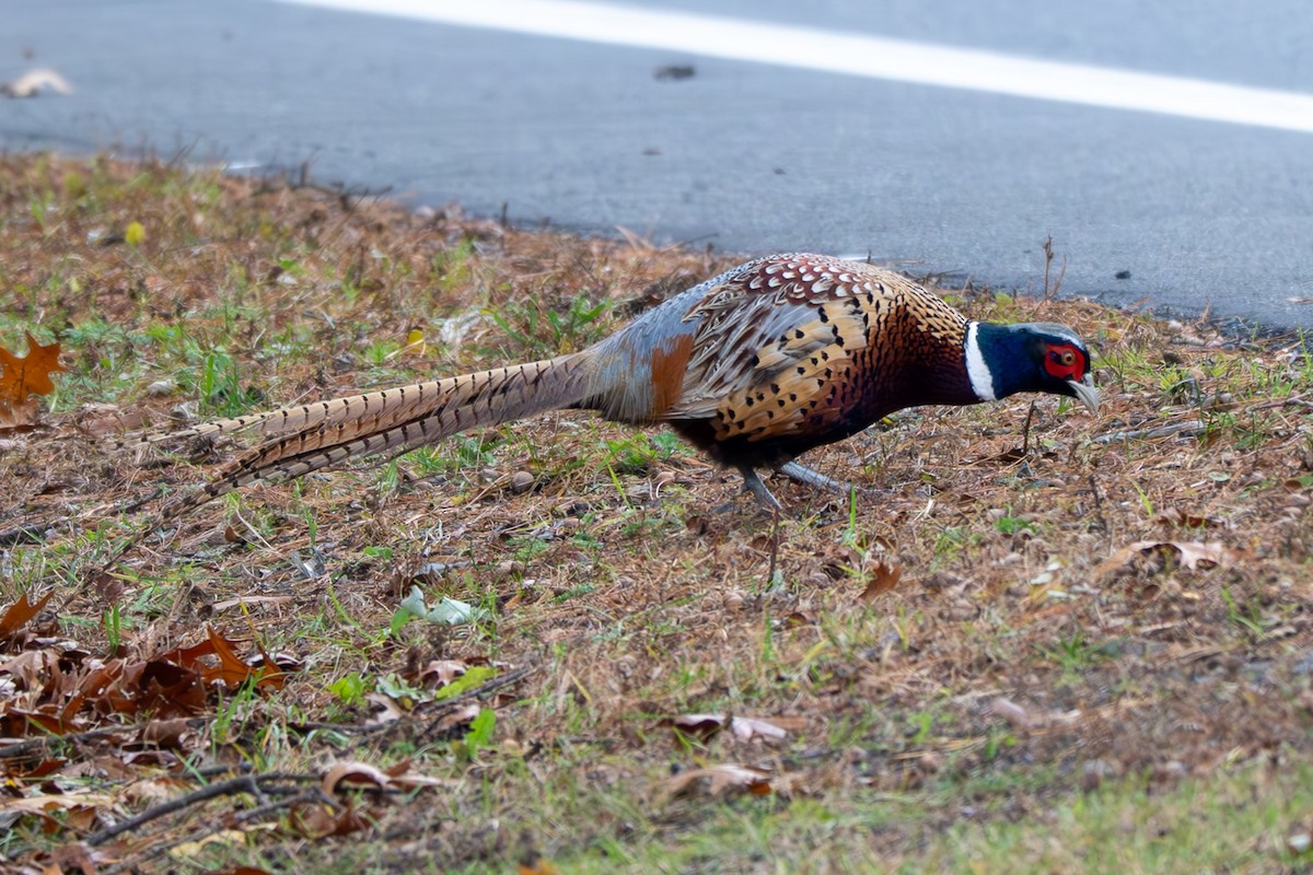 Sülün - ML644485137