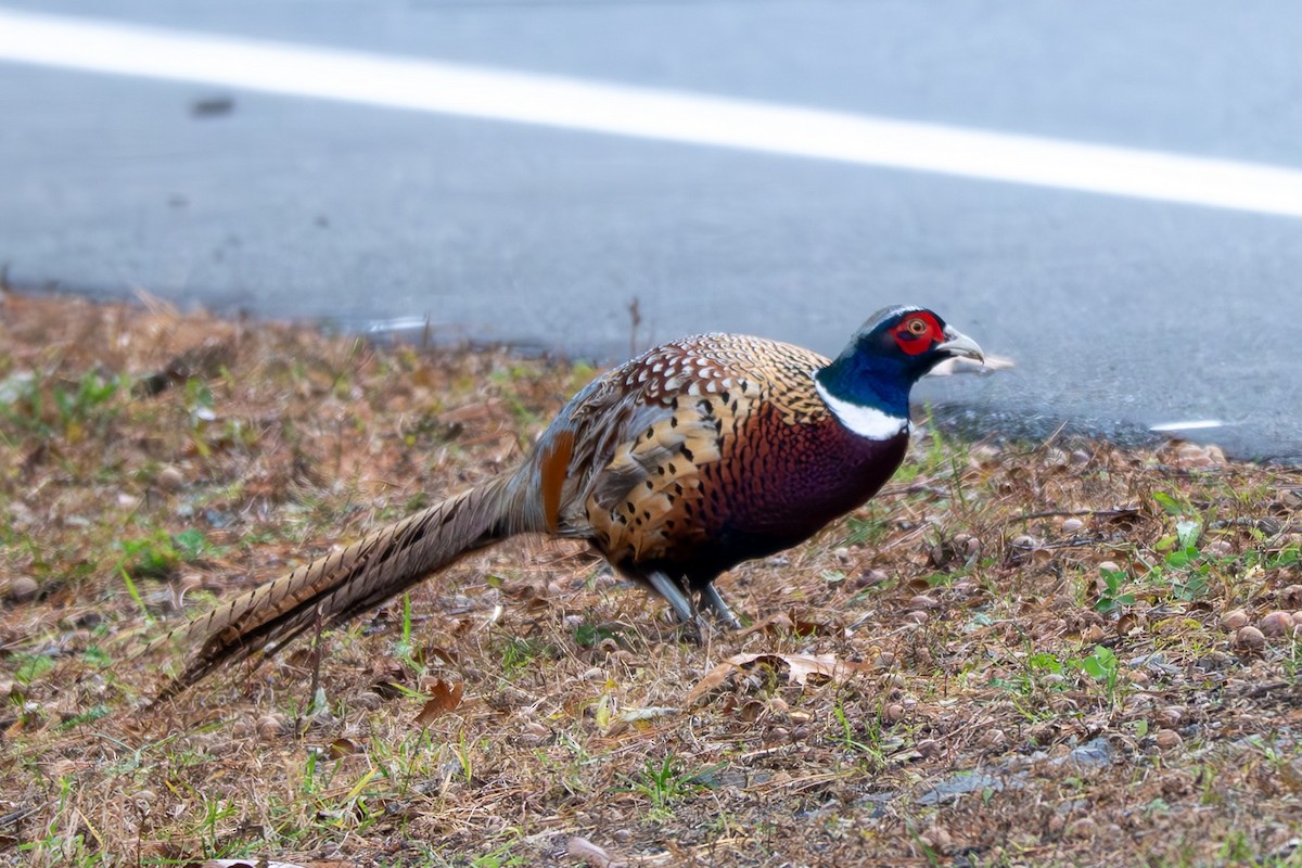 Sülün - ML644485140