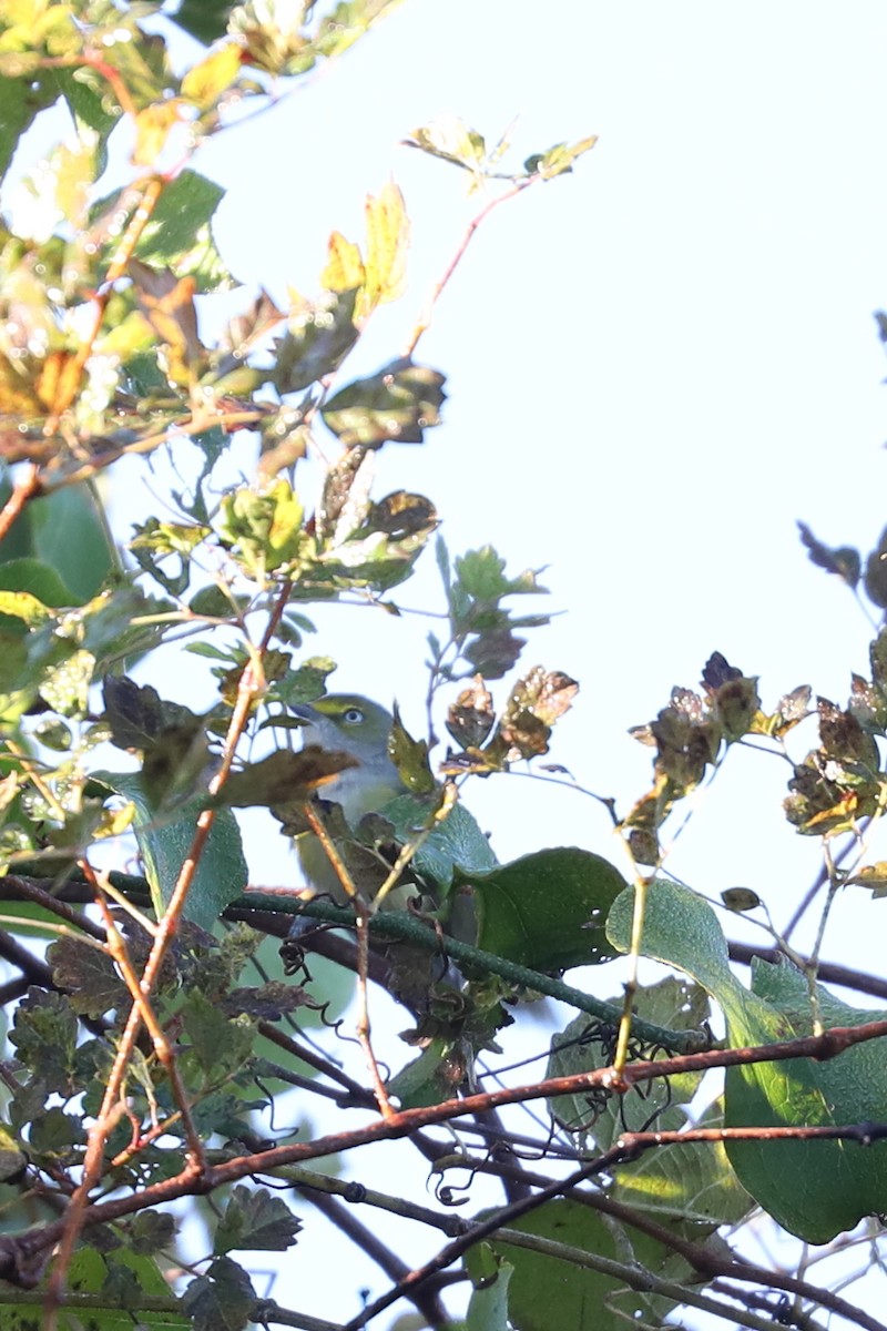 White-eyed Vireo - ML644485142