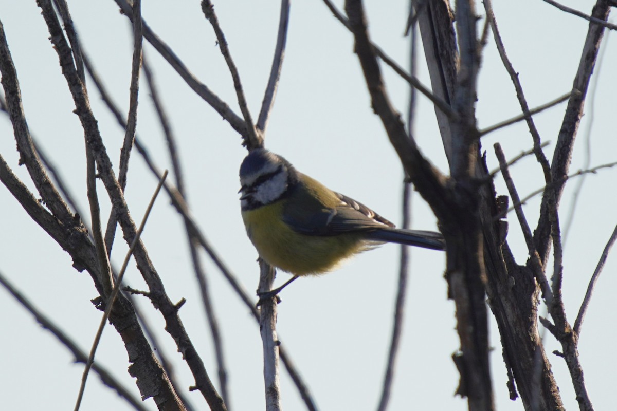 sýkora modřinka - ML644485143