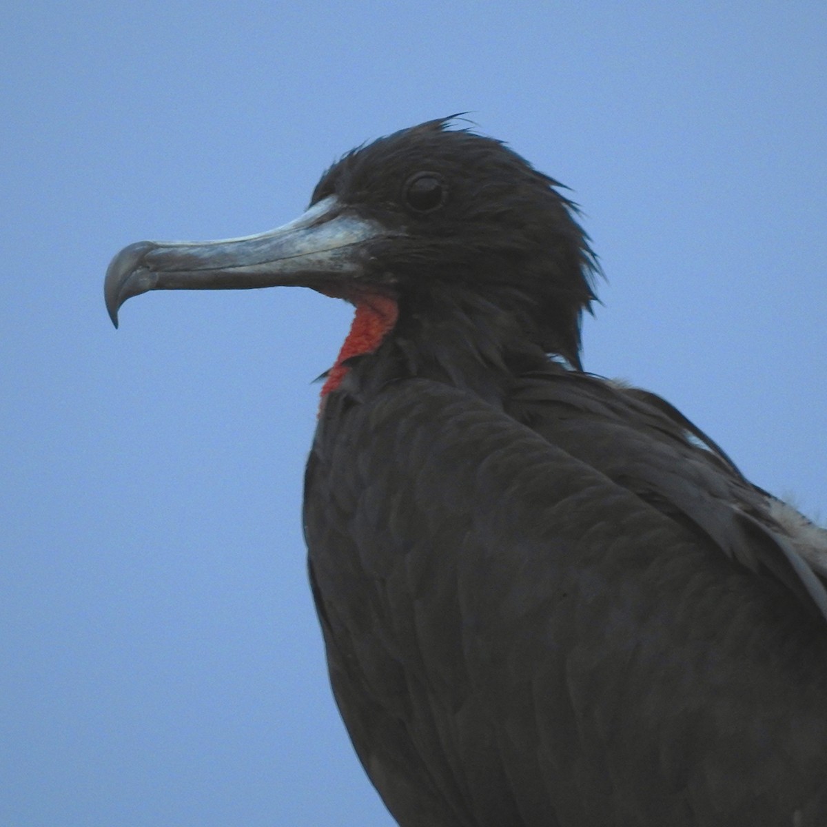 Magnificent Frigatebird - ML644485145