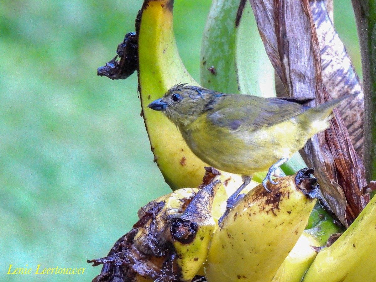 Thick-billed Euphonia - ML644485148