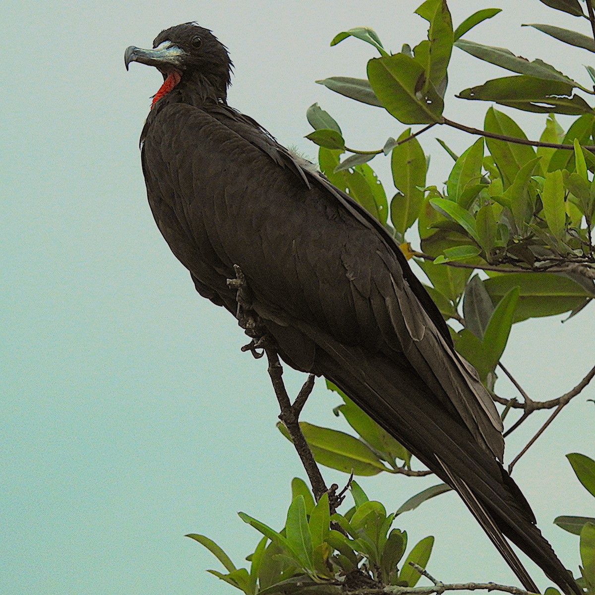 Magnificent Frigatebird - ML644485156