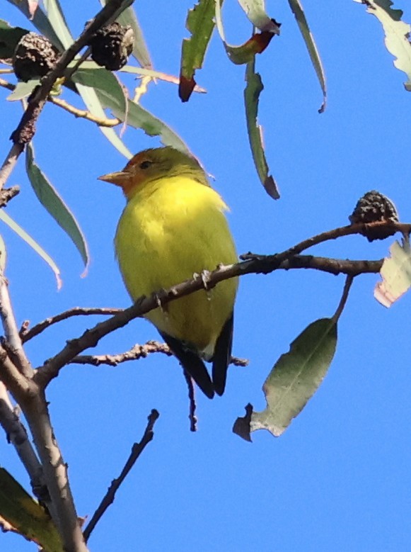 vestpiranga - ML644485158