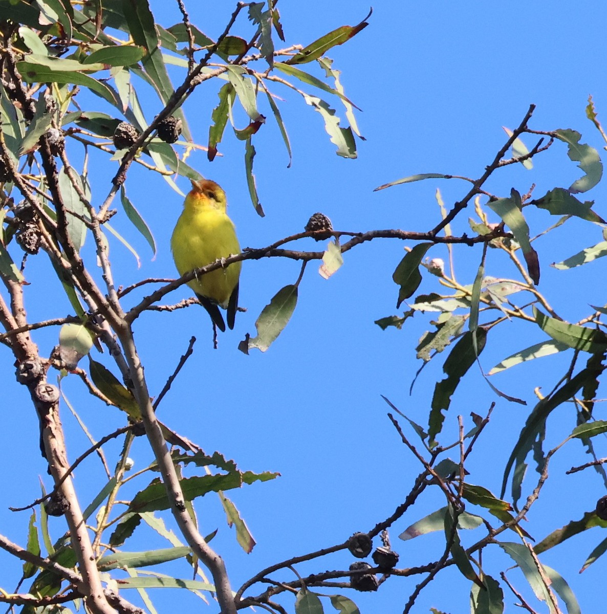 vestpiranga - ML644485159