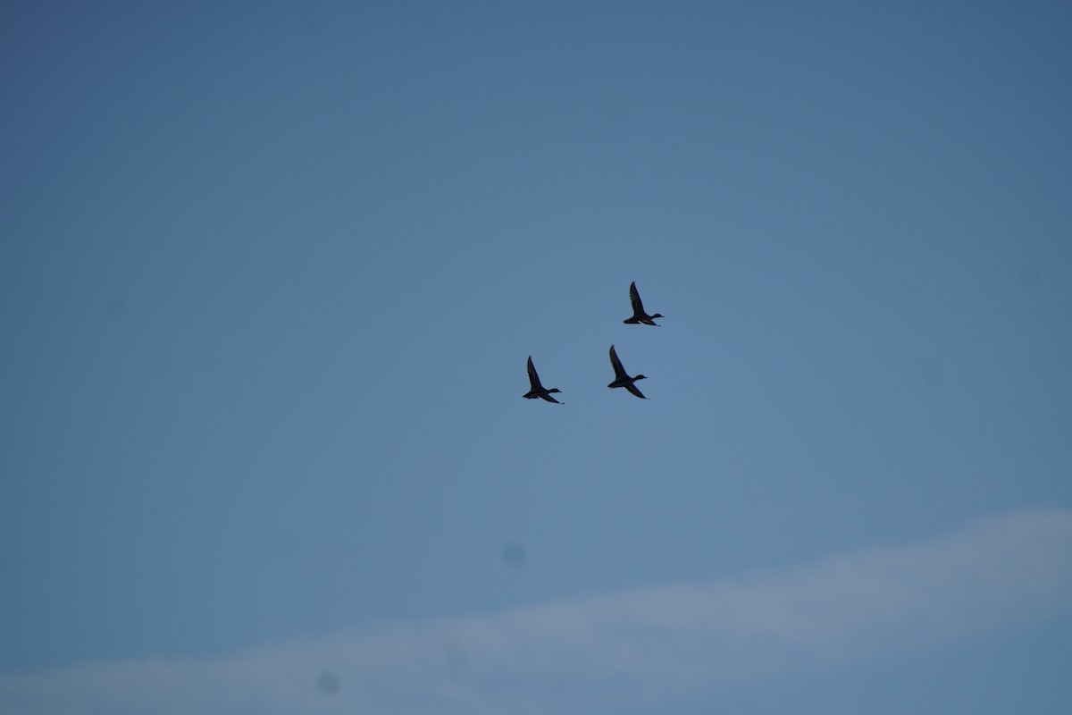 kachna divoká - ML644485161