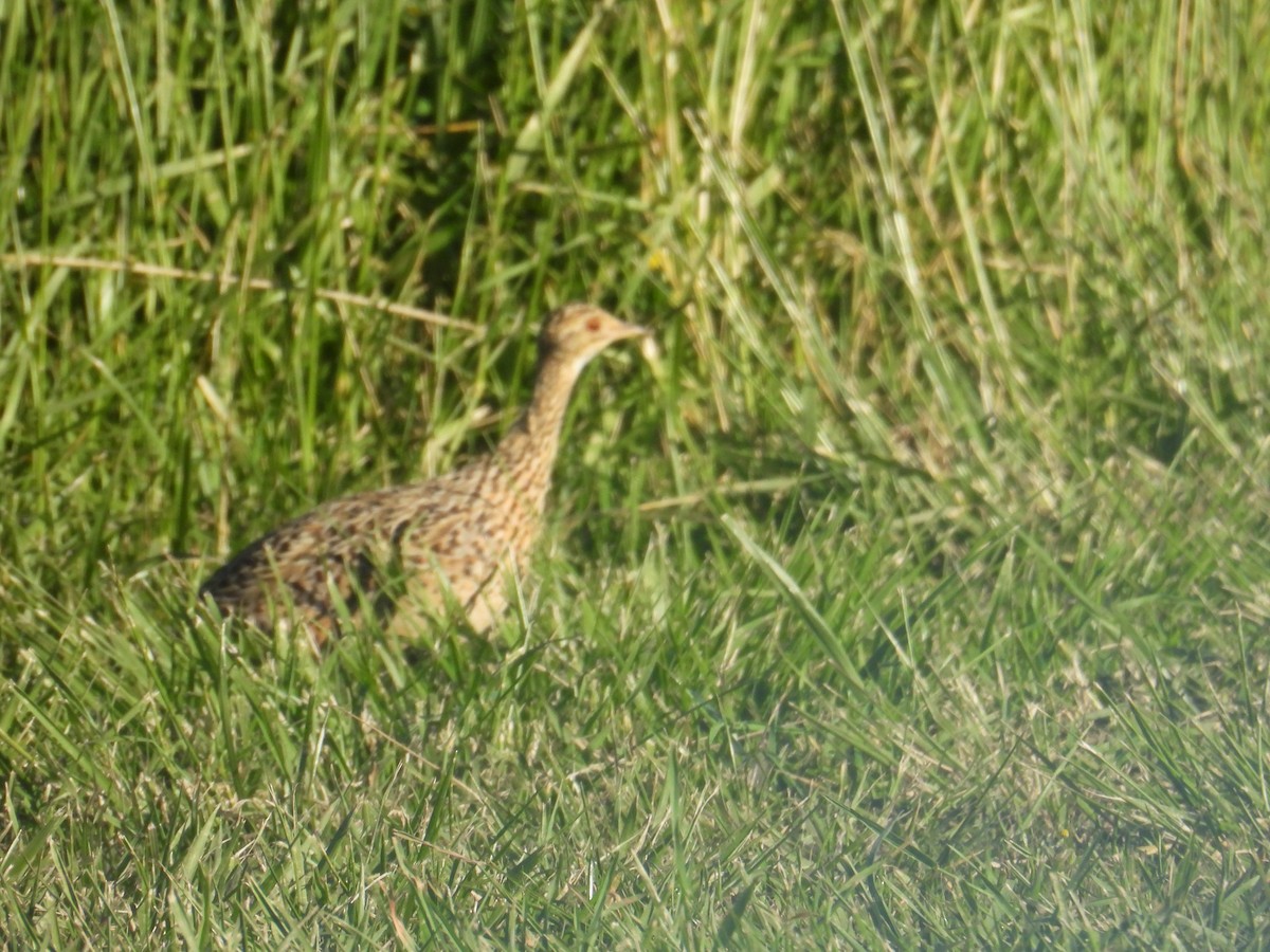 tinama skvrnitá - ML644485179