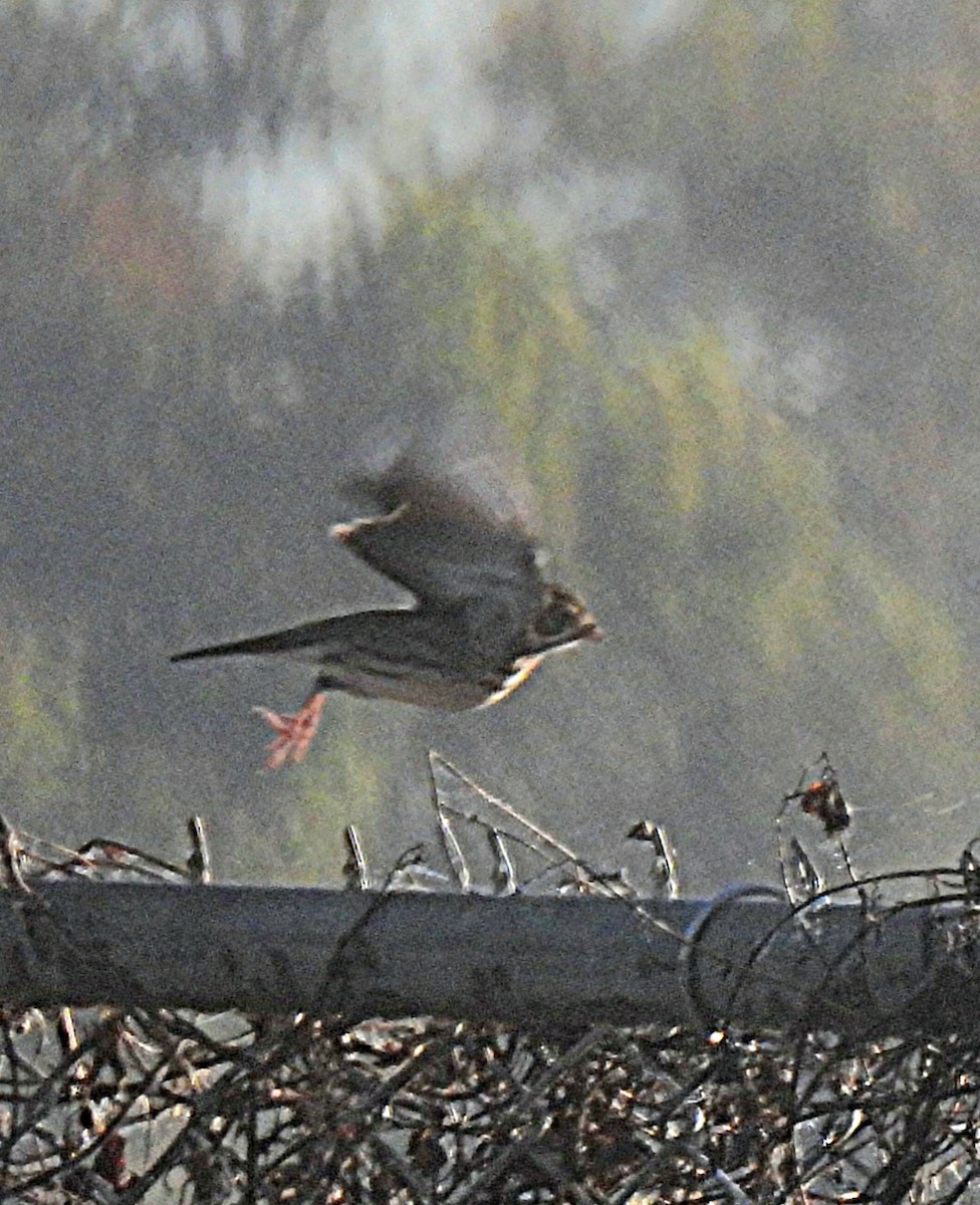 Bruant vespéral - ML644485185