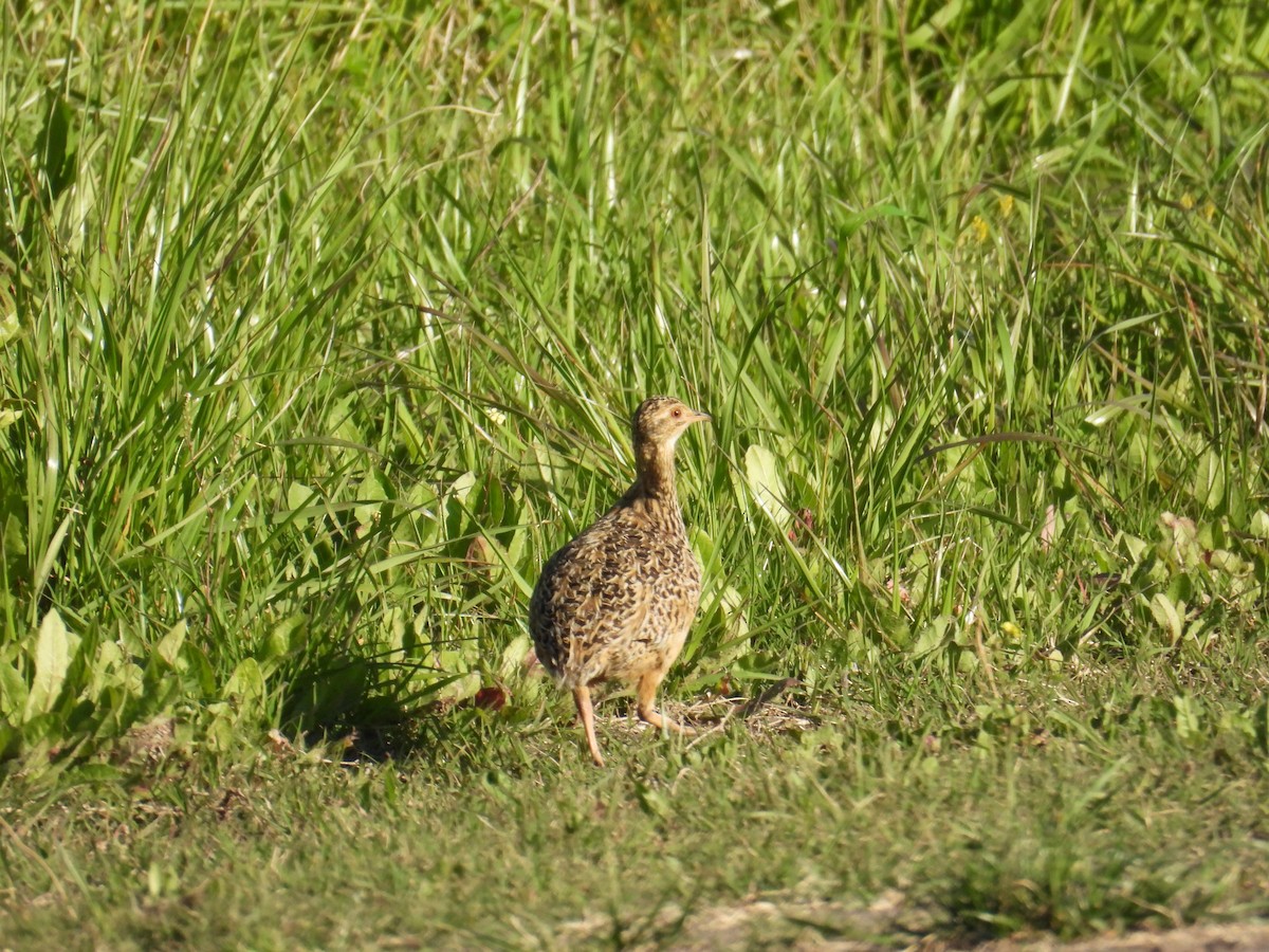 tinama skvrnitá - ML644485186