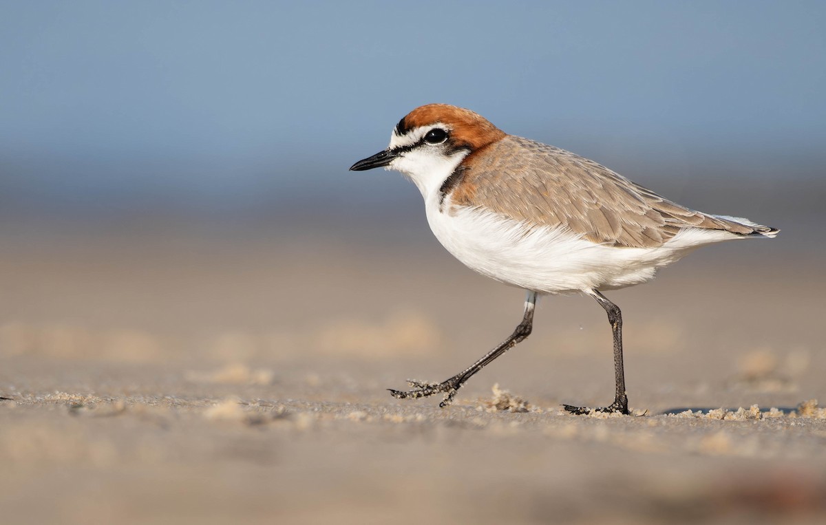 Red-capped Plover - ML644485207