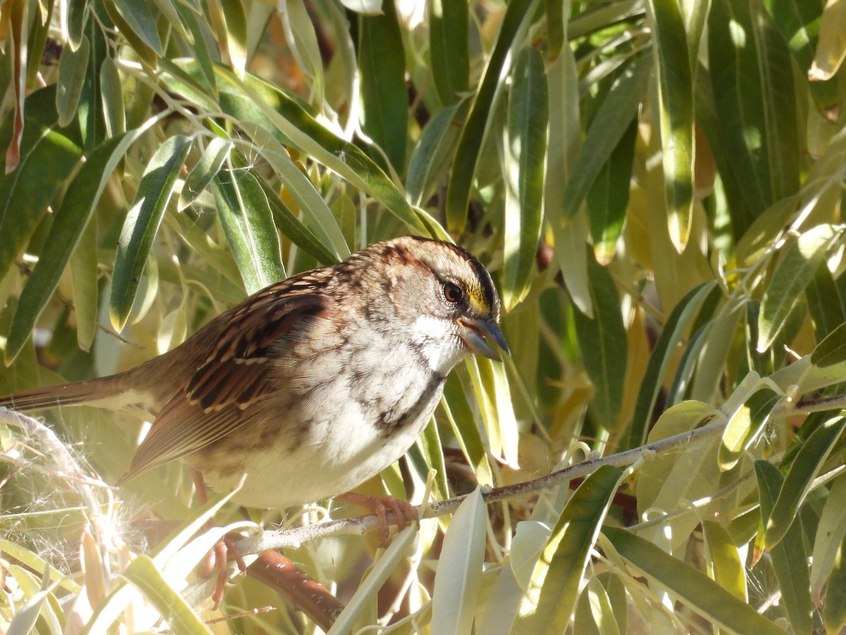 White-throated Sparrow - ML644485208