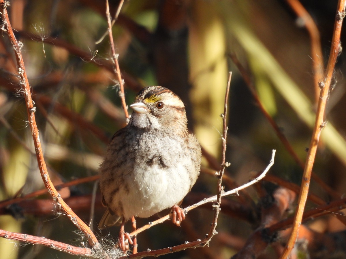 White-throated Sparrow - ML644485210