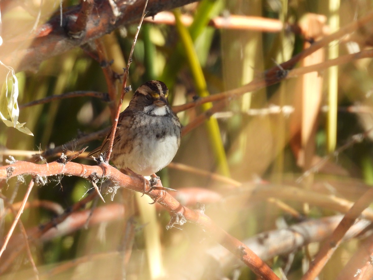 White-throated Sparrow - ML644485211