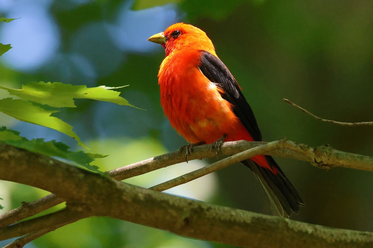 Піранга кармінова - ML644485215