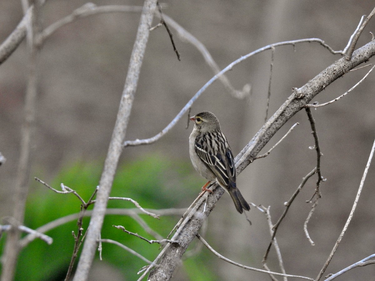 Red Fody - ML644485217