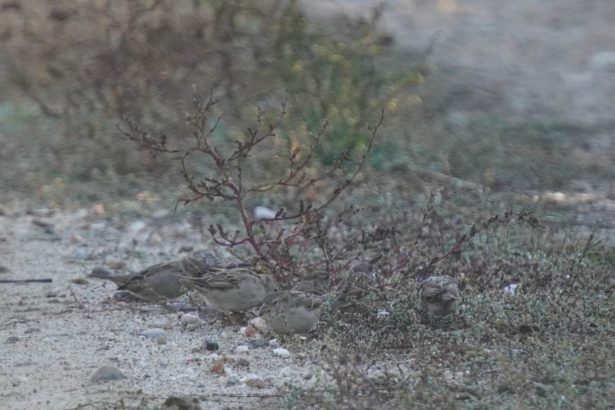 vrabec domácí - ML644485232