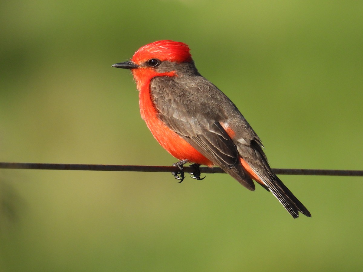 Vermilion Flycatcher - ML644485233