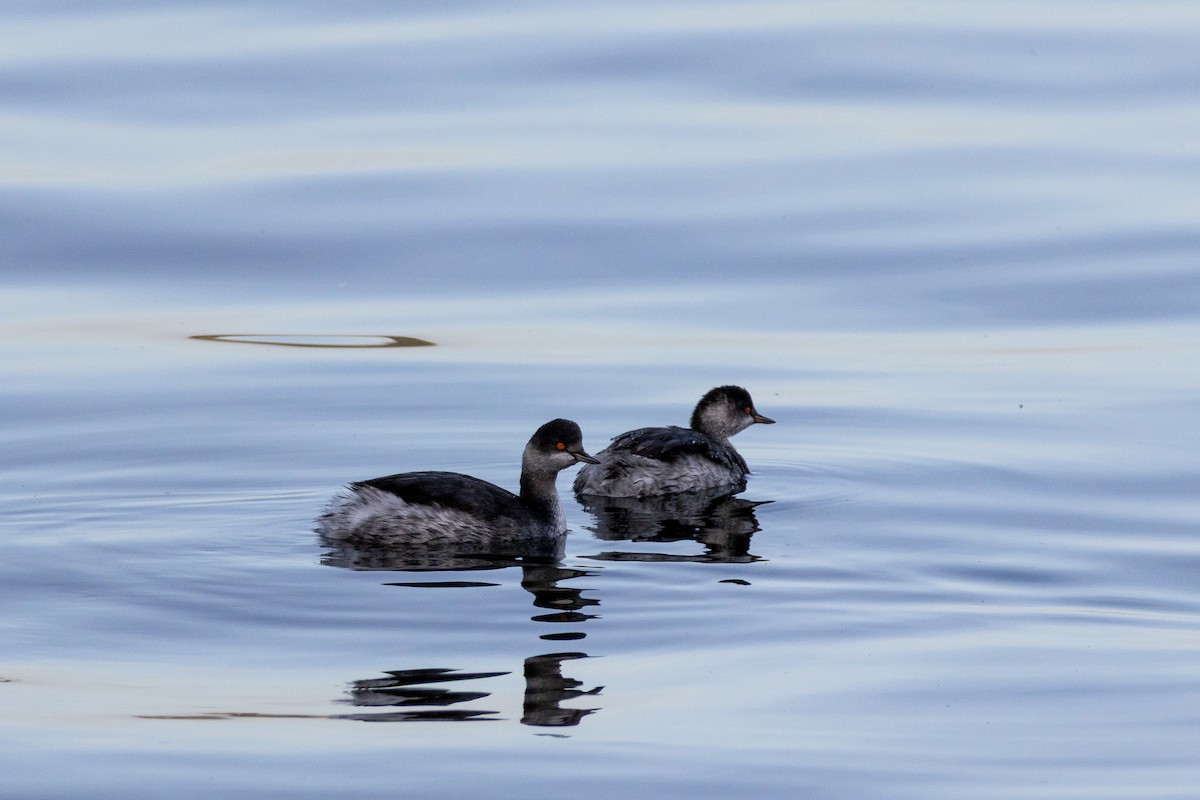 Eared Grebe - ML644485235