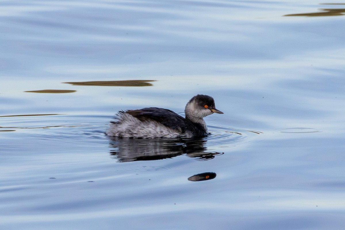 Eared Grebe - ML644485236