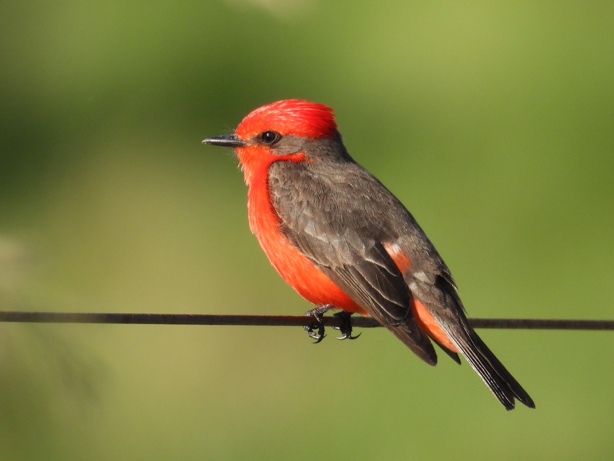 Vermilion Flycatcher - ML644485239