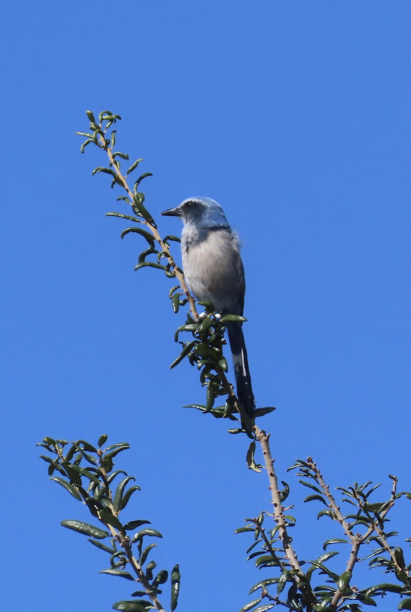 Florida Scrub-Jay - ML644485241
