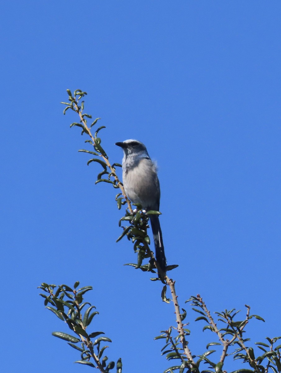 Florida Scrub-Jay - ML644485242