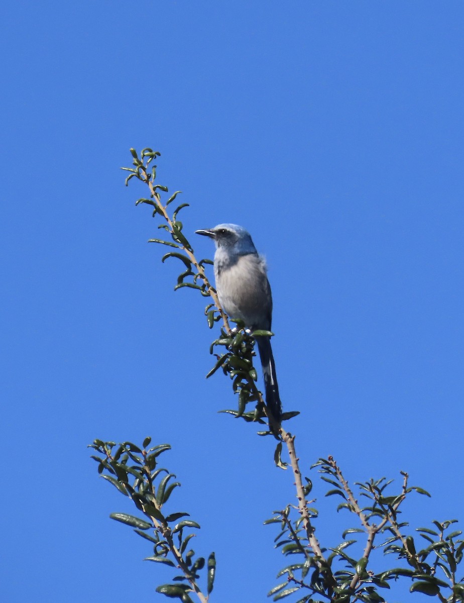 Florida Scrub-Jay - ML644485243
