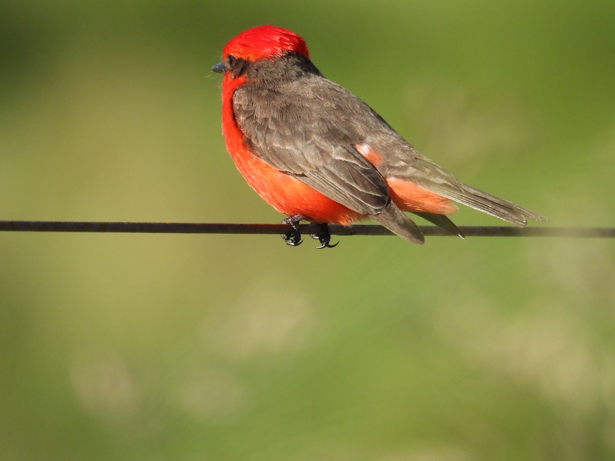 Vermilion Flycatcher - ML644485246