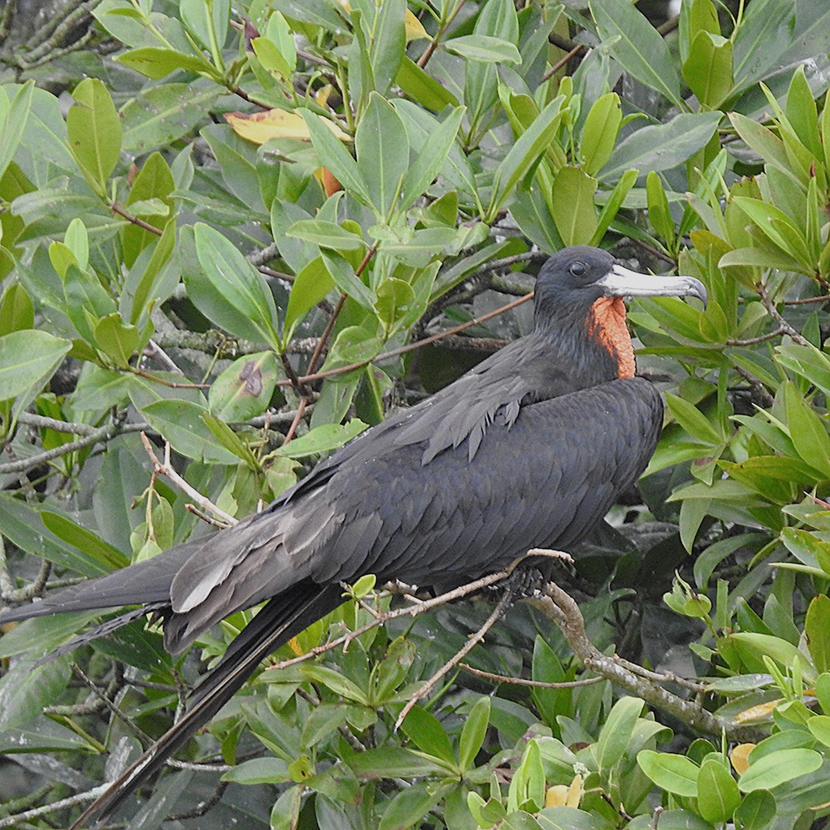 Magnificent Frigatebird - ML644485247