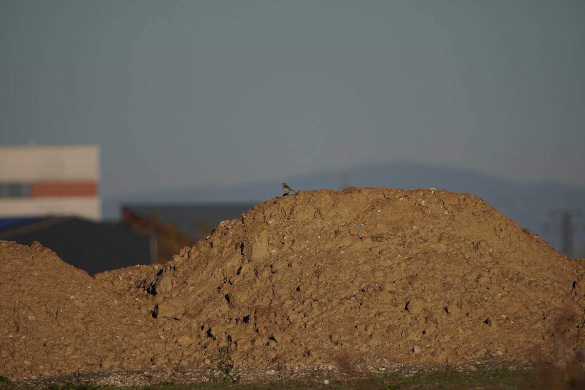 linduška horská - ML644485248