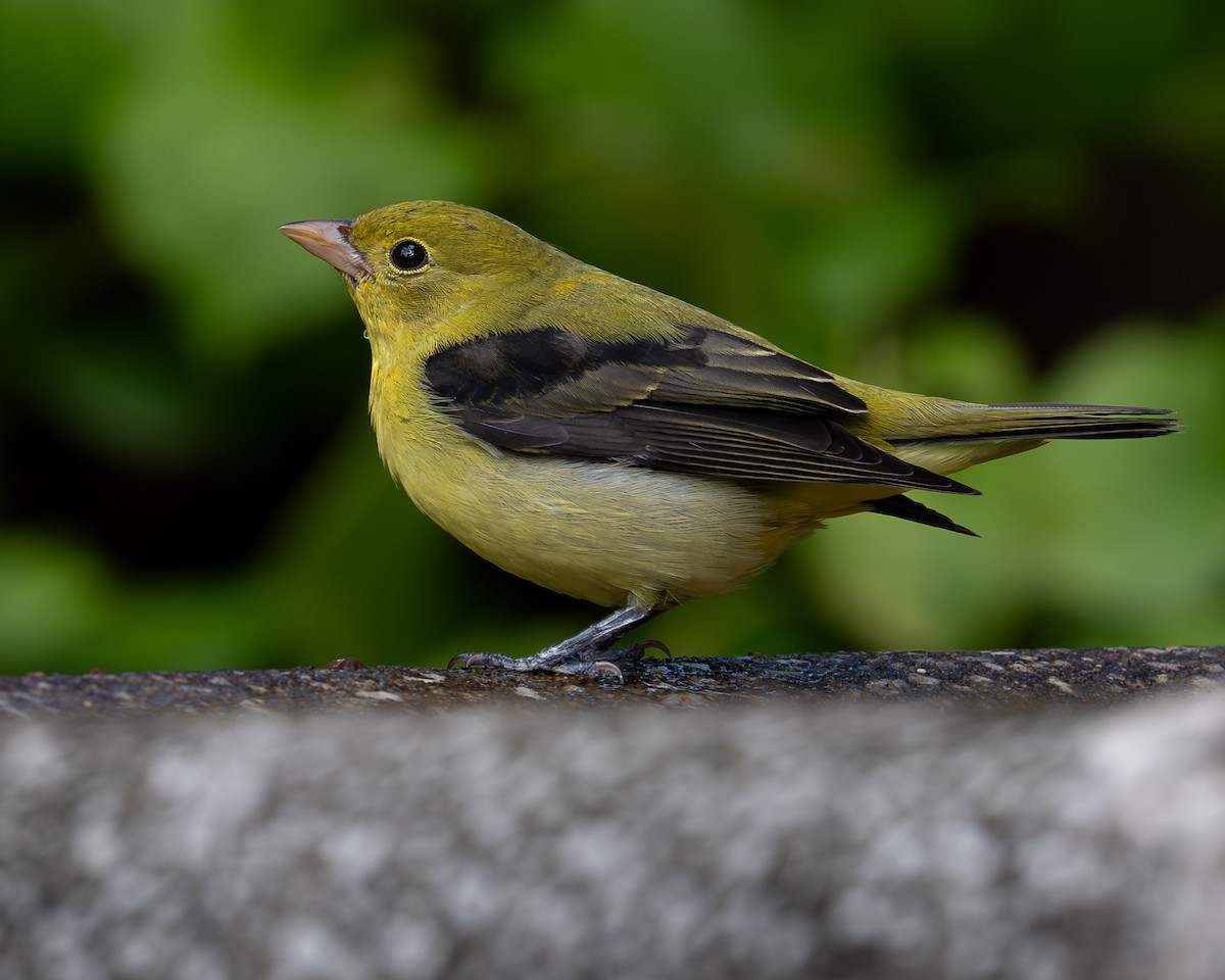 Піранга кармінова - ML644485249