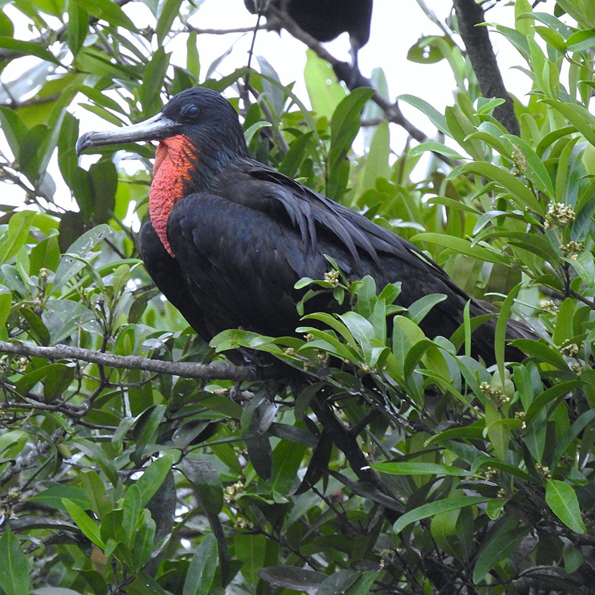 Magnificent Frigatebird - ML644485254