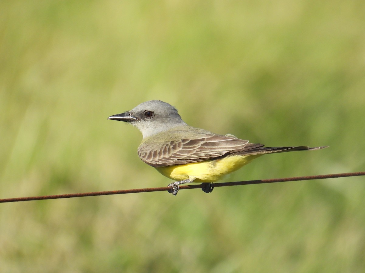 Tropical Kingbird - ML644485256