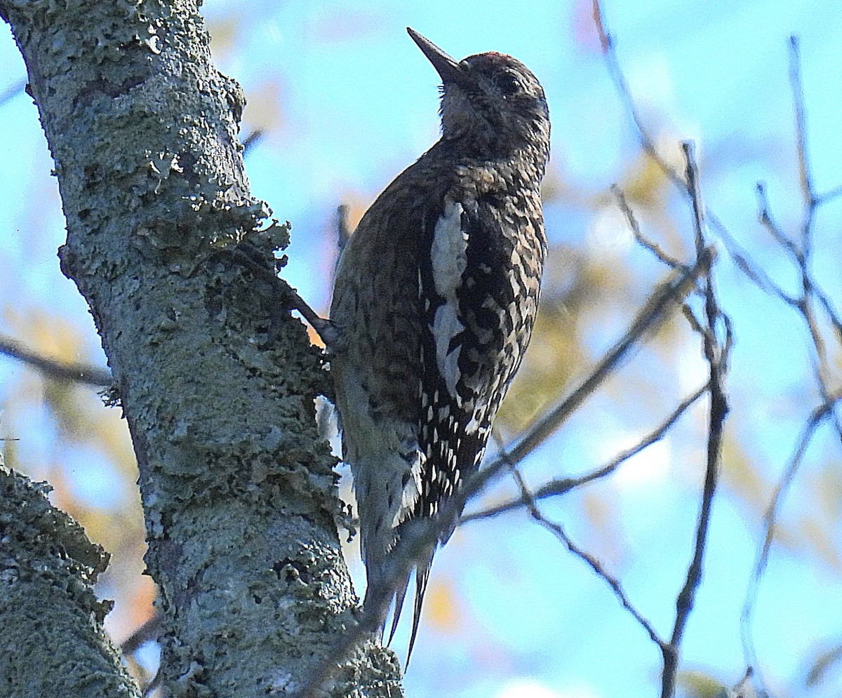 Pic maculé - ML644485257