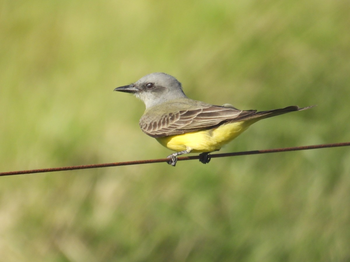 Tropical Kingbird - ML644485259