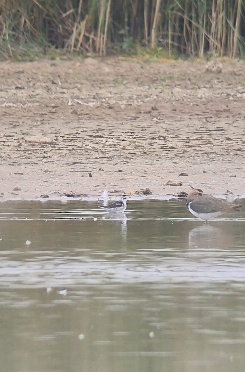 Red-necked Phalarope - ML644485263