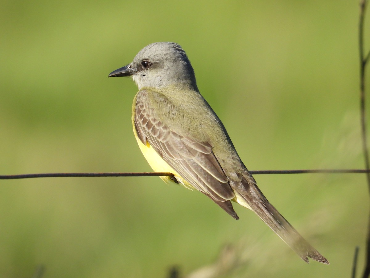 Tropical Kingbird - ML644485264