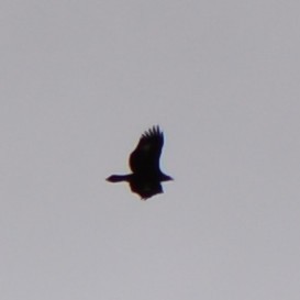 Golden Eagle - ML644485267