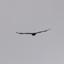 Golden Eagle - ML644485271