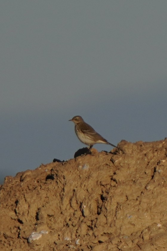 linduška horská - ML644485289