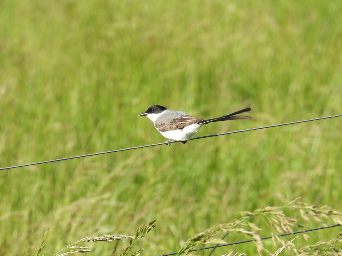 tyran savanový - ML644485294