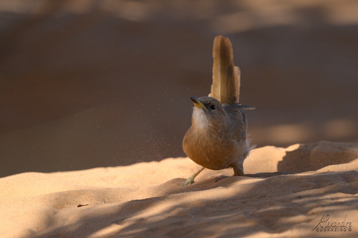 Fulvous Chatterer - ML644485296