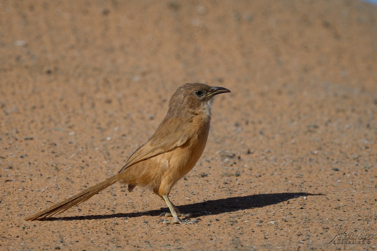 Fulvous Chatterer - ML644485297