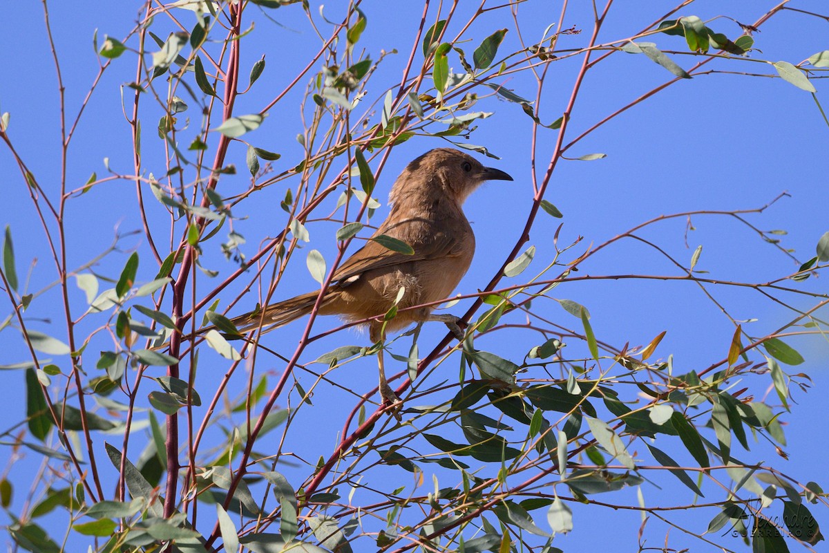 Fulvous Chatterer - ML644485298