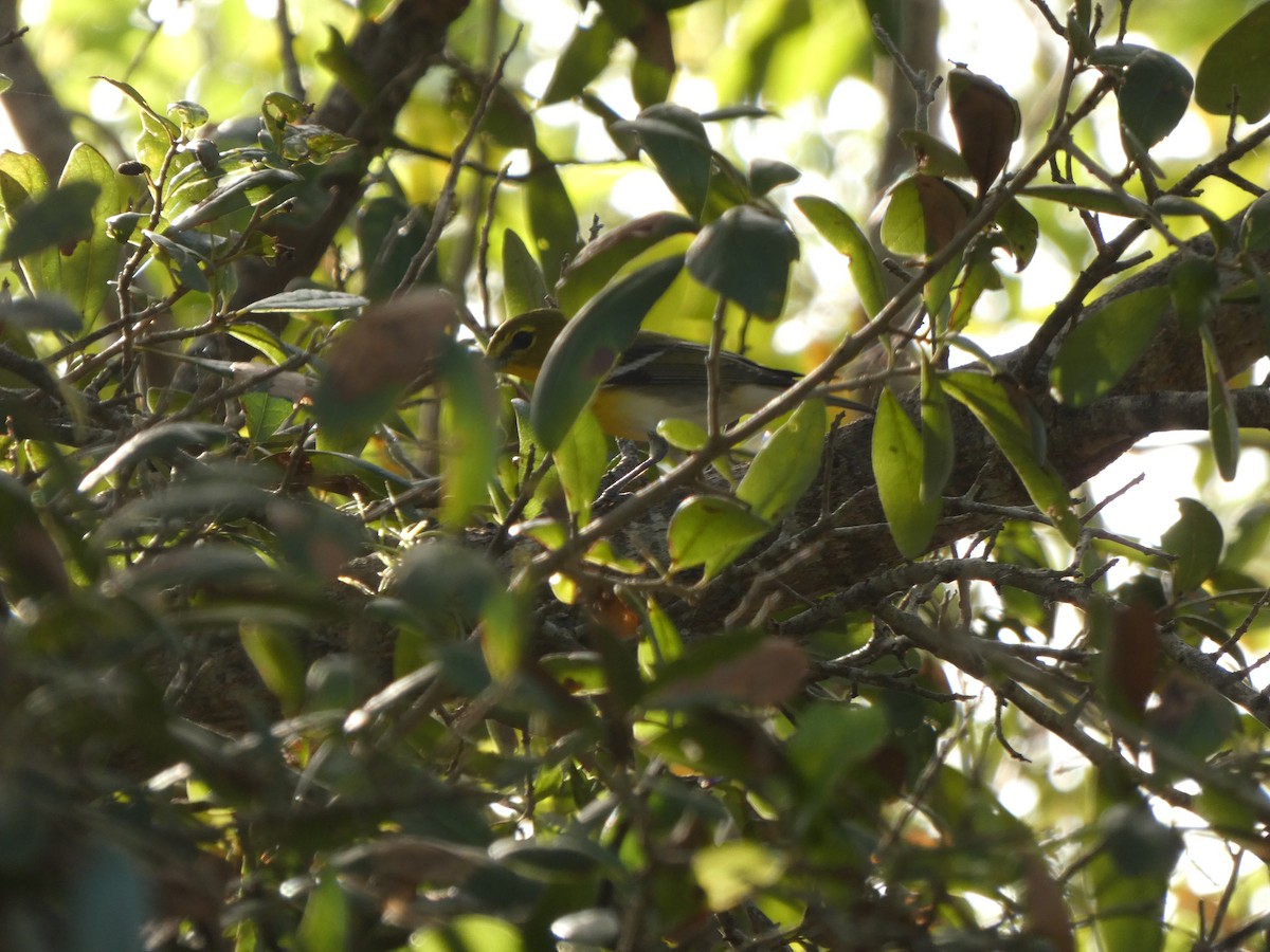 Yellow-throated Vireo - ML644485299