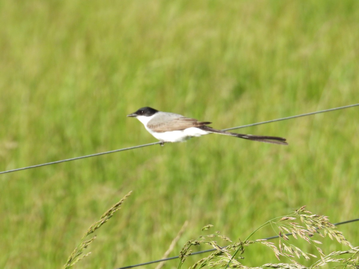 tyran savanový - ML644485303