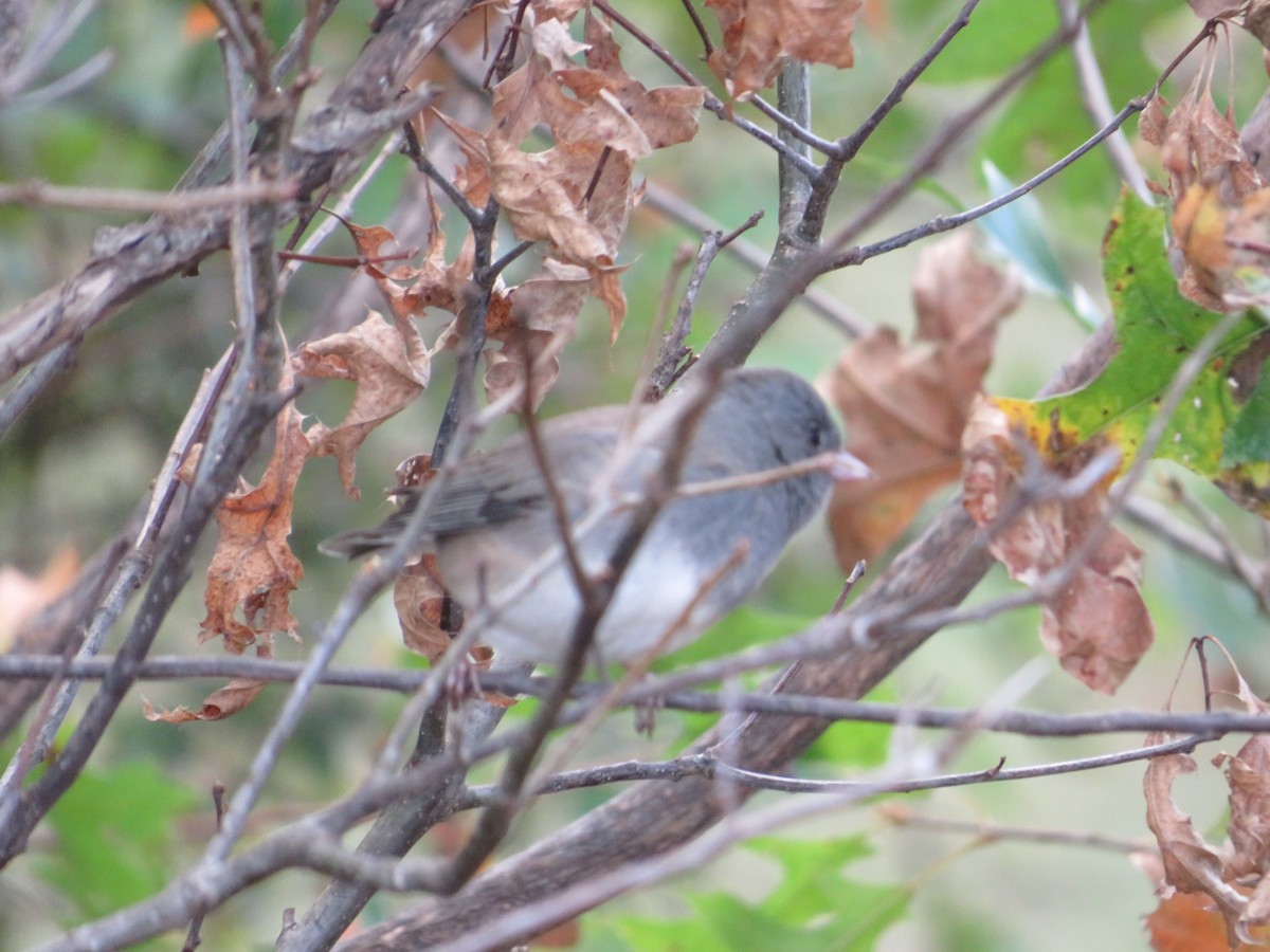 Dark-eyed Junco - ML644485304