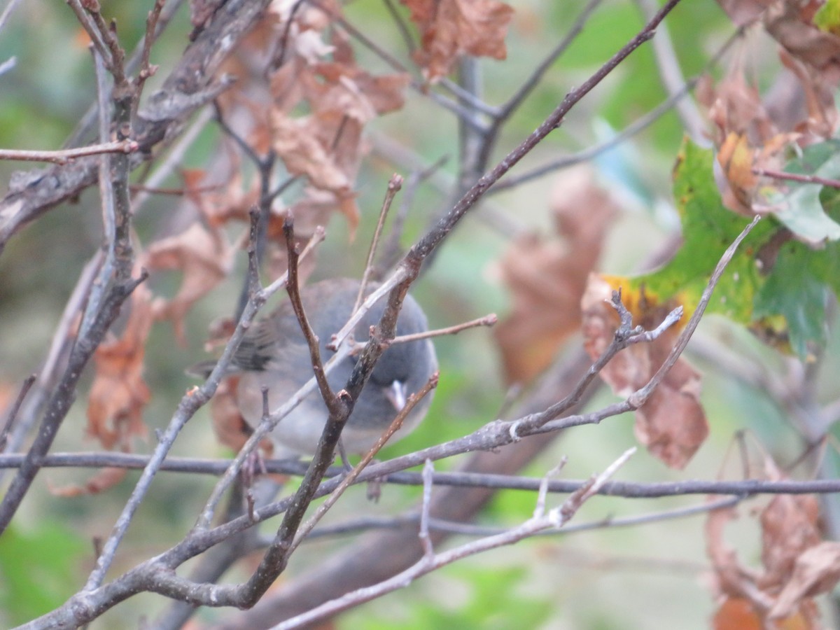 Dark-eyed Junco - ML644485307